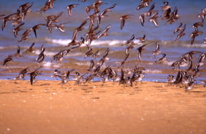 bécasseaux sanderling