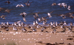 bécasseaux sanderling